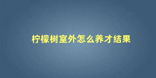 柠檬树在室外怎么过冬(柠檬树室外的养殖方法和注意事项)